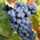 Prodám hrozny révy vinné odrůdy Modrý Portugal